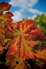 Fototapeta premium Colors of fall