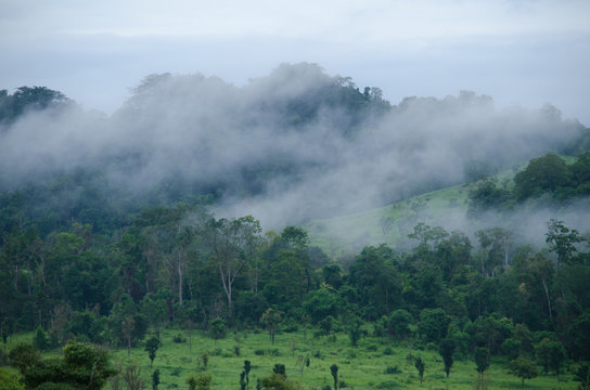 Fototapeta forest in thailand