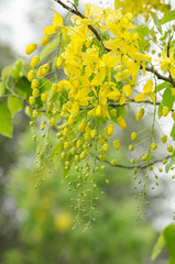 golden shower flower