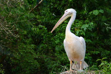 Bird portrait of a Great white pelican, scientific name Pelecanus onocrotalus
