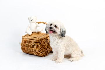 Havanese dog beside wicker basket