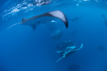 Manta Rays in Hanifaru bay