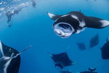 Naklejka premium Manta Rays in Hanifaru bay