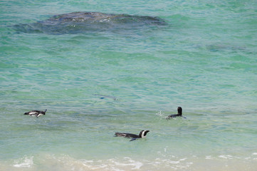 Penguins at Boulders Beach,South Africa.