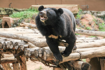 asiatic black bear