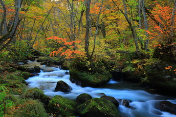 Obraz premium 紅葉の奥入瀬渓流