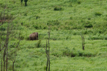 the elephant walk in forest  thailand