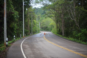 road and forest in Pang Sida National Park at Thailand