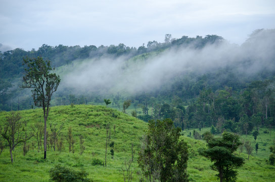 Fototapeta forest in thailand
