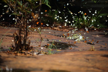 Butterflies swarm eats minerals in Pang Sida National Park at Thailand