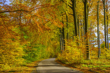 road through the autumn forest, forest in autumnal colors
