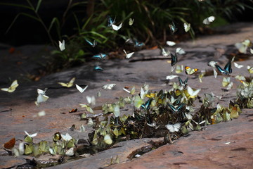 Fototapeta premium Butterflies swarm eats minerals in Pang Sida National Park at Thailand