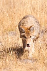 Fototapeta na wymiar Stalking Coyote