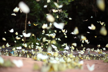 Naklejka premium Butterflies swarm eats minerals in Pang Sida National Park at Thailand