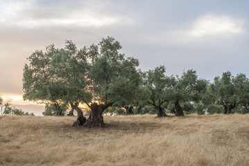 Naklejka premium Olive trees at sunset