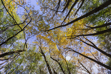 Beautiful fall color of Switzer Falls Trail