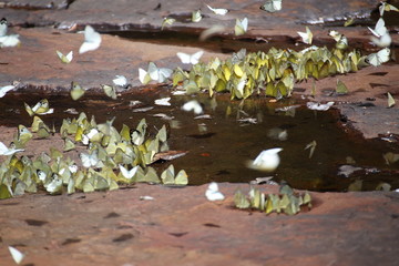 Fototapeta premium Butterflies swarm eats minerals in Pang Sida National Park at Thailand