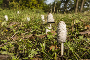 Edible mushroom Coprinus general.