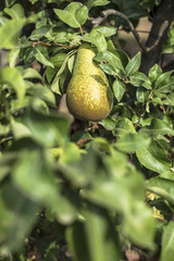 Pears in orchard