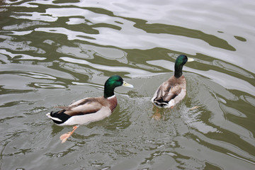 水面を泳ぐ二匹のマガモのオス