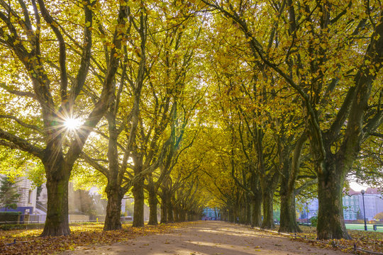Autumn avenue of plane trees