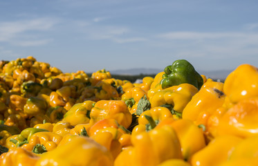 Tractor with trailer picking peppers © Deyan Georgiev