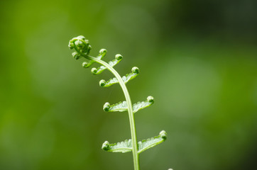 flora live in forest