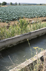 Irrigation of vegetables