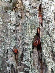 rot-schwarze Käfer am Baum
