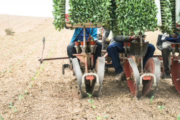  Planting seedlings machine