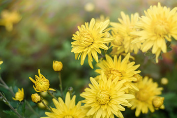 yellow chrysanthemum flowers in autumn sunshine with copy space. Fall flowers background