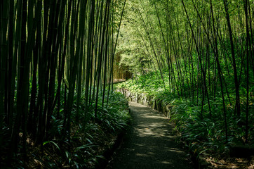 an alley through Bamboo woods, Kyoto Japan