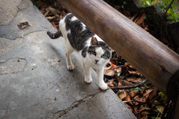 Cats of Nerja, Spain