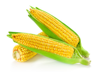 Corn isolated on white