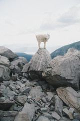 Glacier National Park Goat