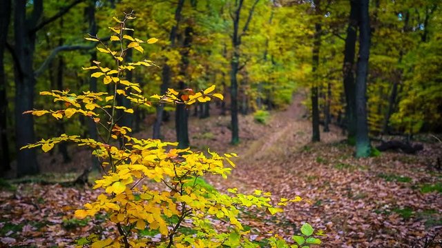 Herbstwald - Cinemagraph
