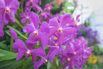 Fototapeta na wymiar Pupple orchid flower