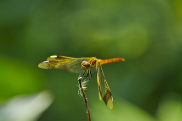 cheerful dragonfly sits on a flower
