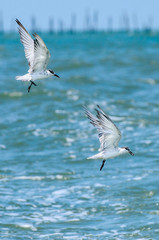 Seagull