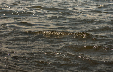 Waves and splashes in the water in windy weather