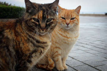 Cats of Nerja, Spain