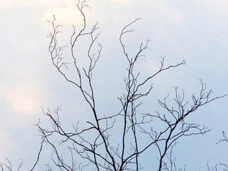 Fototapeta na wymiar Trees without leaves