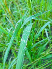 Drops of the dew on a grass