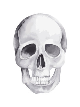 Watercolor skull. Decor for tattoo, cards, halloween decoration.