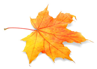 Fototapeta na wymiar Autumn leaf, isolated on white