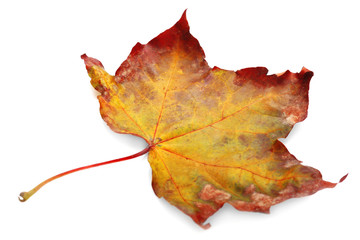 Autumn leaf, isolated on white