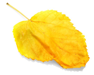 Autumn leaf, isolated on white