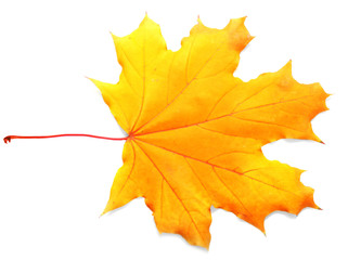 Naklejka na ściany i meble Autumn leaf, isolated on white