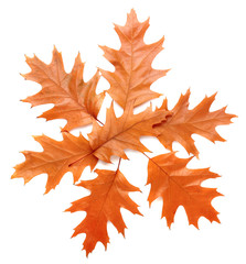 Autumn leaves on white background