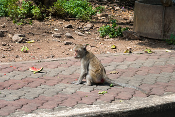 Monkeys eat fruit on sidewalks
